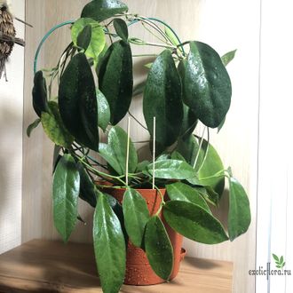 Hoya Albiflora