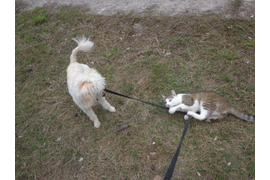 Кузьмина Г П  "Попался"