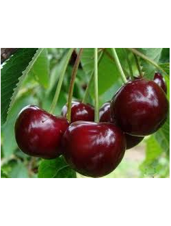 Дюк Кормилица (вишнево- черешневый гибрид) (Средний)