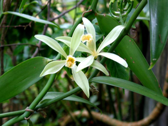 Ваниль плосколистная (Vanilla planifolia) 1 г, СО2 экстракт