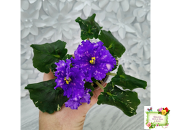 Nik-Звезды над Фиджи (Н. Булко) 2024 г.