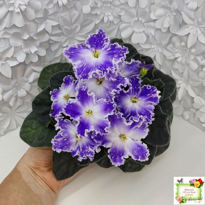 НД-Кристалл Сваровски (Н. Данилова-Суворова) 2019 г. (лист укоренённый)