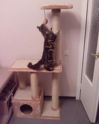 №145 Домик для кошки Мега  +