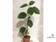 Ficus Sp. / фикус природник