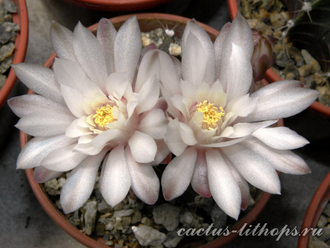 Gymnocalycium friedrichii hybr. - 10 семян
