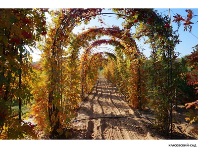 Топиар Арка из Рябины обыкновенной