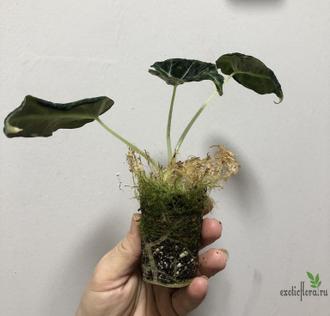 Ароидные - Аlocasia Black Velvet variegata / Алоказия Блек вельвет ...