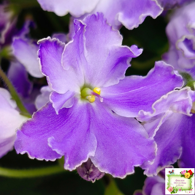 LV-Цветы для Любимого (Л. Шевелева) 2025 г. трейлер (клакамасный лонг)