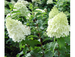 Гортензия метельчатая Полярный Медведь (Polar Bear), ОКС