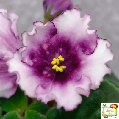 Dn-Mystic Bells (Д. Денисенко) 2025 г.