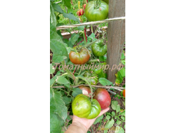 Томат Бычок черный (Казахстан)