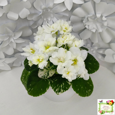 Adirondack Moon (S. Sorano) (детка)