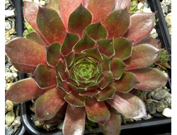 Sempervivum (Семпервивум)