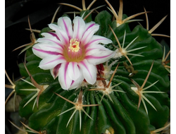 Echinofossulocactus  multicostatus - 10 семян