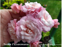 Галактика пеларгония фото