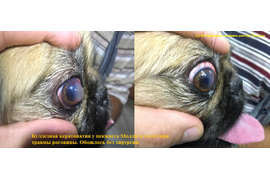 Офтальмология