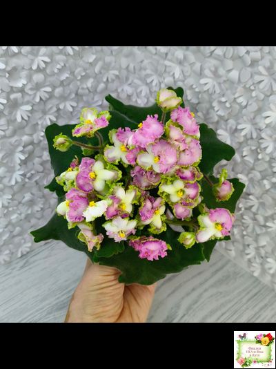 ВаТ-Синичка (Т. Валькова) 2017 г.