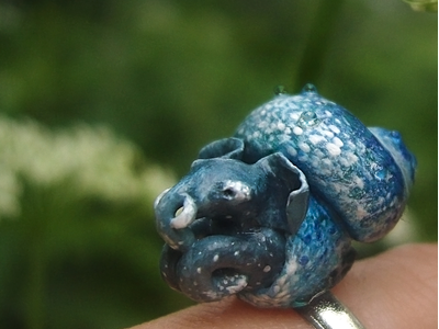 Волшебное колечко со Слоноулиткой