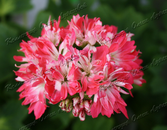 Butterfly  Brian West - пеларгония  звездчатая (стеллар) - описание, фото - купить черенок в Перми