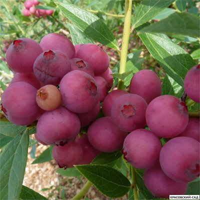 Голубика Пинк Лемонейд - Pink Lemonade