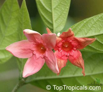 Райтия красная / Wrightia dubia