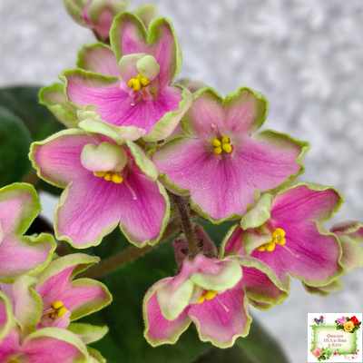 ЛЕ-Ярита (Е.Лебецкая) 2016 г.