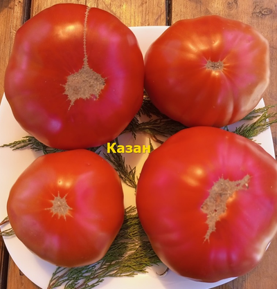 Томат Казан