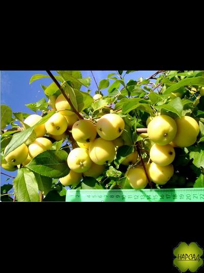 Яблоня &quot;УРАЛЬСКОЕ НАЛИВНОЕ&quot; (становятся прозрачными на свет)