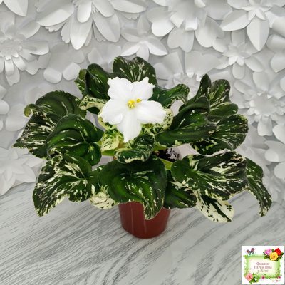 LV-Зюзя (Л. Шевелева) 2025 г. трейлер (клакамас пестролистный)