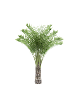 тропические Бутия головчатая-01 3,8м