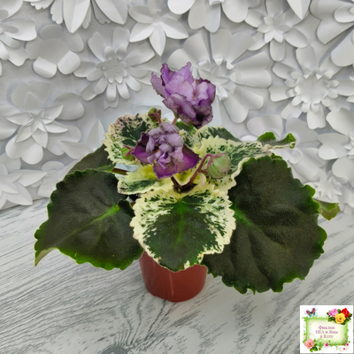 Nik-Магический Туман (Н. булко) 2024 г.