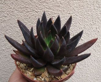 Echeveria Black Prince Hybrid