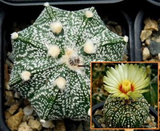 Astrophytum CAPAS Х A. asterias hybr. - 5 семян