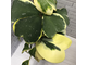 Hoya Kerrii albomarginata