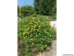 Лапчатка кустарниковая Голдфингер Купить Саженцы в Москве