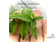 Гельземиум махровый / Gelsemium sempervirens ‘Pride of Augusta’