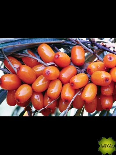 Облепиха плодовая "АЛТАЙСКАЯ" (вкус 5 из 5, без шипов)