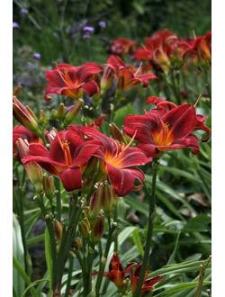 Лилейник в ассортименте