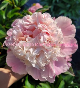 Paeonia Weatherball-90