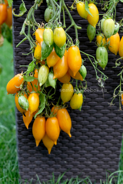 Томат Guinel Yellow (Гуинель жёлтый), 10 шт