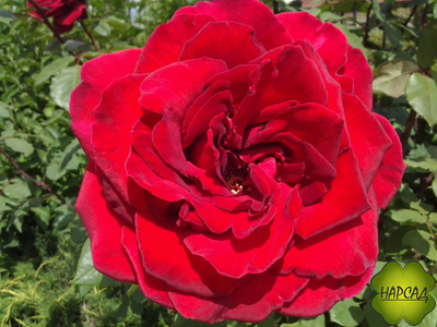 Роза плетистая "ДОН ЖУАН"