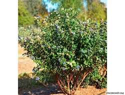 Голубика Блюкроп - Bluecrop