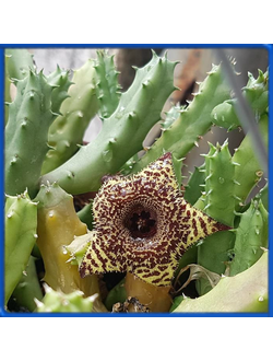 Huernia whitesloaniana
