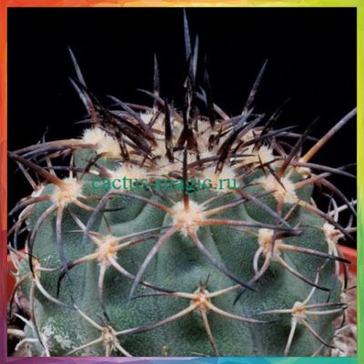 Neoporteria copiapoides &#039;chalaensis&#039;