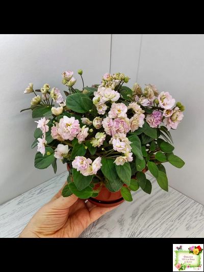 Pink Mint (S.Sorano) трейлер