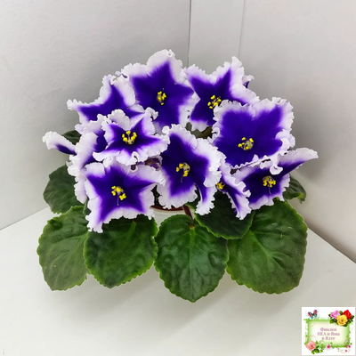 Dn-New Star (Д. Денисенко) 2019 г.