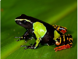 ДРЕВЕСНЫЕ ЛЯГУШКИ