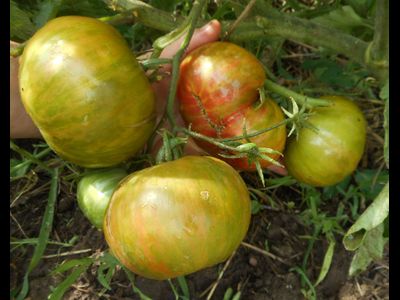 Томат Харвард сквер (Harvard Square)