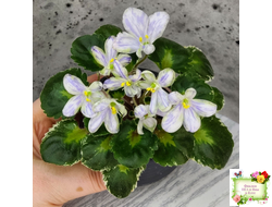 ЛЕ-Лунный Жемчуг (Е. Лебецкая) 2020 г. (детка)