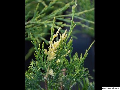 Можжевельник Уайт Сплеш - White Splash